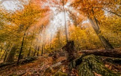 Desktop wallpaper. Nature. ID:66803