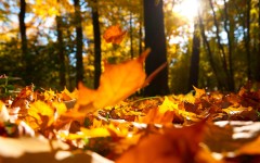 Desktop wallpaper. Nature. ID:66825