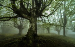 Desktop wallpaper. Nature. ID:66852