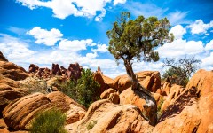 Desktop image. Nature. ID:66855