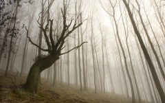 Desktop image. Nature. ID:66860