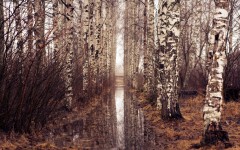 Desktop image. Nature. ID:66862