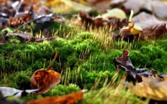 Desktop wallpaper. Nature. ID:66922