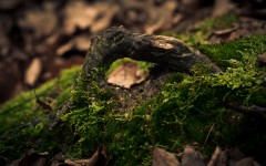 Desktop wallpaper. Nature. ID:66929