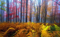 Desktop wallpaper. Nature. ID:66965