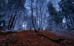 Desktop wallpaper. Nature. ID:66990