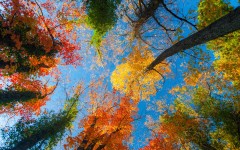 Desktop wallpaper. Nature. ID:67001