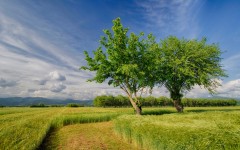 Desktop wallpaper. Nature. ID:67019