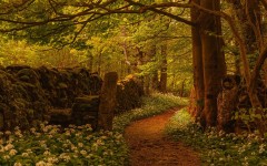 Desktop wallpaper. Nature. ID:67072