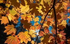 Desktop wallpaper. Nature. ID:67074
