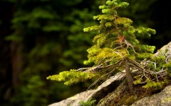 Desktop wallpaper. Nature. ID:67079