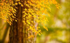 Desktop wallpaper. Nature. ID:67128