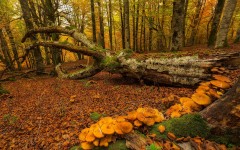Desktop wallpaper. Nature. ID:67149