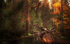Desktop wallpaper. Nature. ID:67209