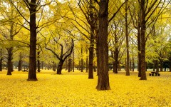 Desktop wallpaper. Nature. ID:67263