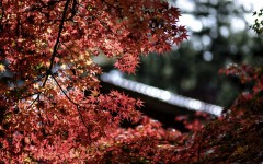 Desktop wallpaper. Nature. ID:67264