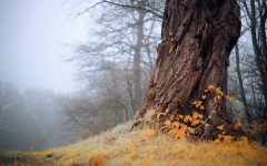 Desktop wallpaper. Nature. ID:67314