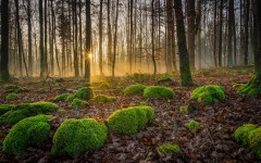 Desktop wallpaper. Nature. ID:67318