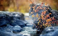 Desktop wallpaper. Nature. ID:67353