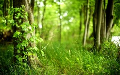 Desktop wallpaper. Nature. ID:67359