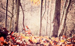 Desktop wallpaper. Nature. ID:67361