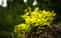Desktop wallpaper. Nature. ID:67370