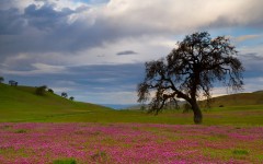 Desktop wallpaper. Nature. ID:67374