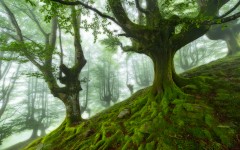 Desktop wallpaper. Nature. ID:67412