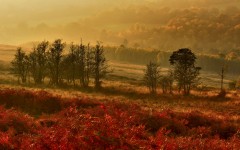 Desktop wallpaper. Nature. ID:67424