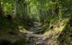 Desktop wallpaper. Nature. ID:67450