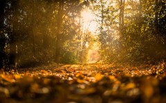 Desktop wallpaper. Nature. ID:67475