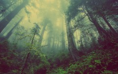 Desktop wallpaper. Nature. ID:67494