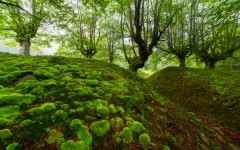 Desktop image. Nature. ID:67513