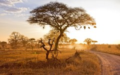 Desktop image. Nature. ID:67554