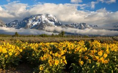 Desktop image. Nature. ID:67567
