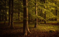Desktop wallpaper. Nature. ID:67589