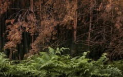 Desktop wallpaper. Nature. ID:67616