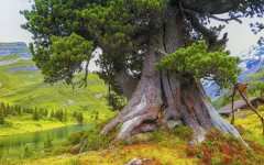 Desktop wallpaper. Nature. ID:78824