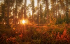 Desktop wallpaper. Nature. ID:79336