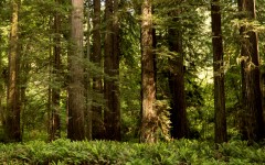 Desktop wallpaper. Nature. ID:81181