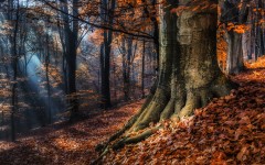 Desktop wallpaper. Nature. ID:81222