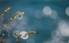 Desktop wallpaper. Nature. ID:81403