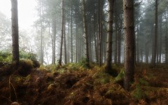 Desktop wallpaper. Nature. ID:81484