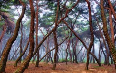 Desktop wallpaper. Nature. ID:81617