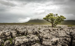 Desktop wallpaper. Nature. ID:82490