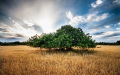 Desktop wallpaper. Nature. ID:83068