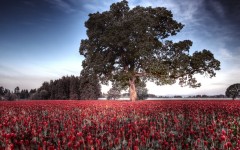 Desktop wallpaper. Nature. ID:84047