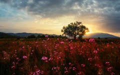 Desktop wallpaper. Nature. ID:85151