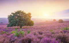 Desktop wallpaper. Nature. ID:85219
