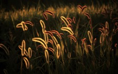 Desktop wallpaper. Nature. ID:85359